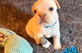 French Bulldog