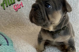 French Bulldog