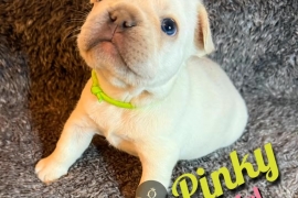 French Bulldog