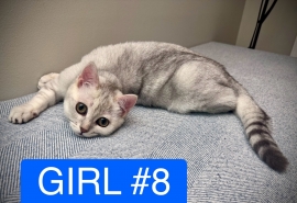 Purebred Scottish Fold and Bengal Mix Kittens
