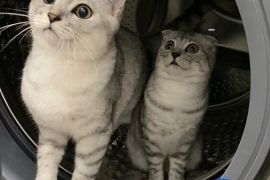 Purebred Scottish Fold and Bengal Mix Kittens