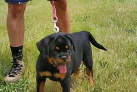 Rottweiler