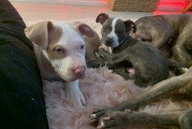 Pit bull