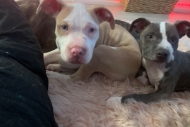 Pit bull