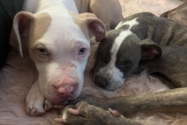 Pit bull