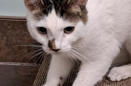 Domestic Short Hair