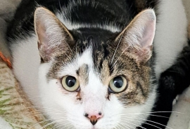 Domestic Short Hair