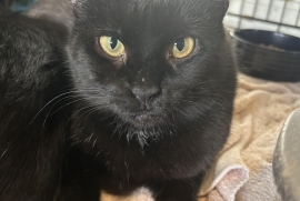 Domestic Short Hair