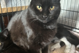 Domestic Short Hair
