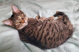 Domestic Short Hair
