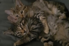 Domestic Short Hair