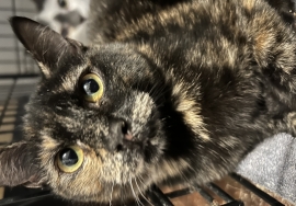 Domestic Short Hair