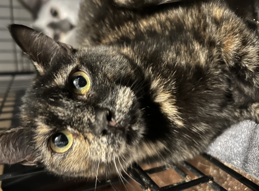 Domestic Short Hair