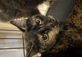 Domestic Short Hair