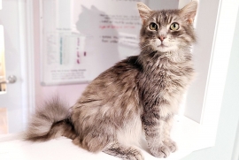 Domestic Medium Hair