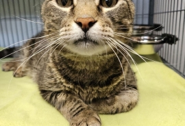Domestic Short Hair