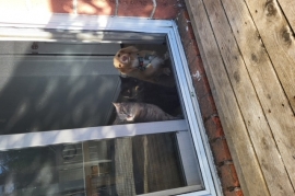 Domestic Short Hair