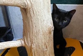 Domestic Short Hair