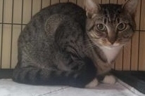 Tabby