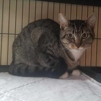 Tabby