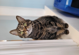 Domestic Short Hair