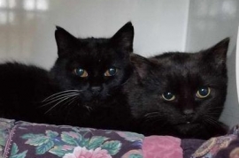 Domestic Short Hair