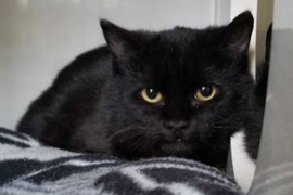 Domestic Short Hair