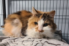Domestic Short Hair