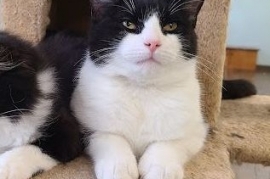 Domestic Short Hair
