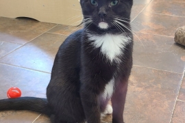 Domestic Short Hair