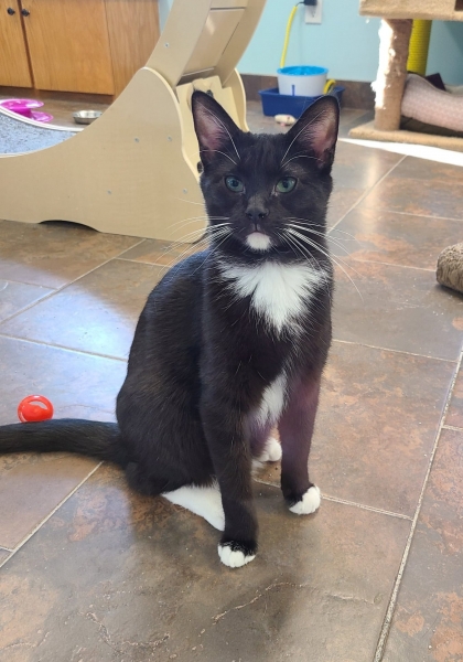Domestic Short Hair