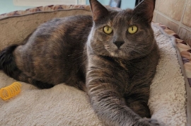 Domestic Short Hair