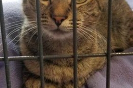 Domestic Short Hair