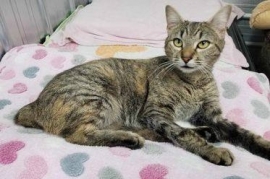 Domestic Short Hair