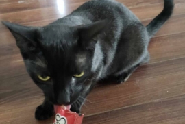 Domestic Short Hair