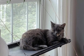 Domestic Short Hair