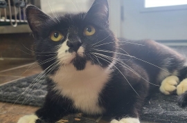 Domestic Short Hair