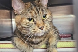 Domestic Short Hair