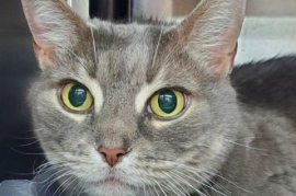 Domestic Short Hair