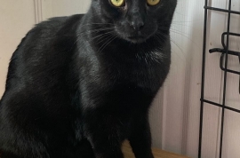Domestic Short Hair
