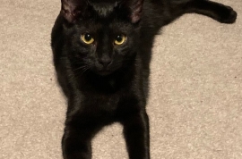 Domestic Short Hair