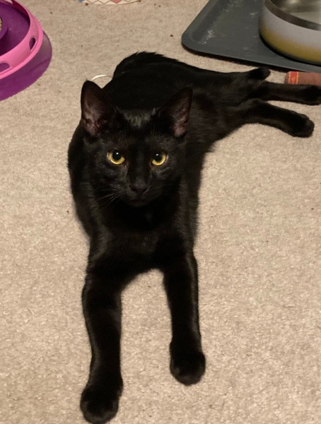 Domestic Short Hair