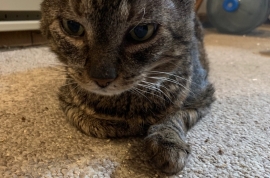 Domestic Short Hair Domestic Short Hair