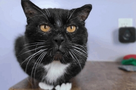 Domestic Short Hair