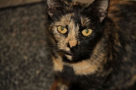 Domestic Short Hair