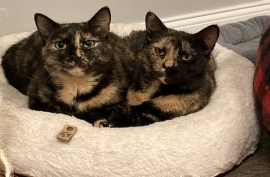 Domestic Short Hair