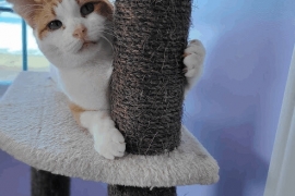 Domestic Short Hair