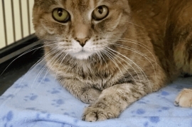 Domestic Short Hair