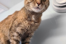 Domestic Short Hair