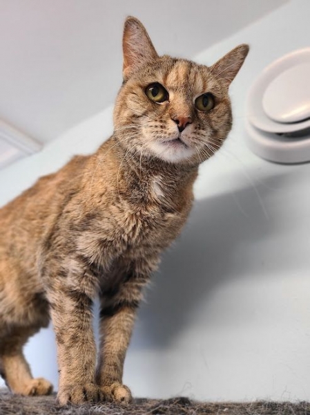 Domestic Short Hair
